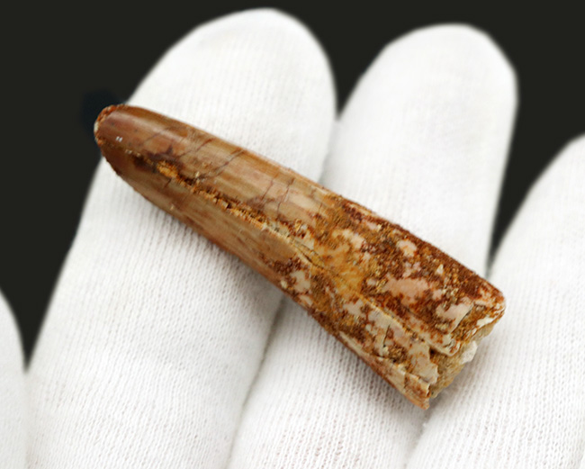 1億年前の北アフリカの主、海辺のキング、恐竜、スピノサウルス(Spinosaurus)の歯化石(その3)