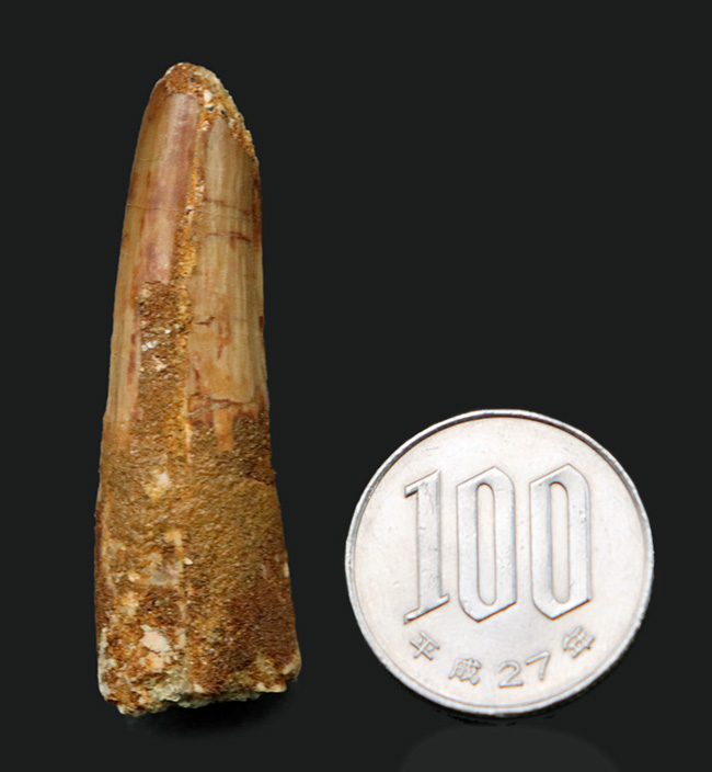 1億年前の北アフリカの主、海辺のキング、恐竜、スピノサウルス(Spinosaurus)の歯化石(その5)