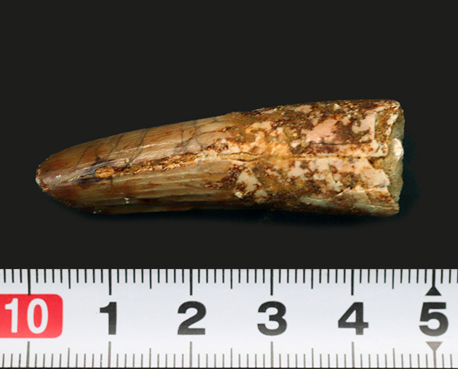 1億年前の北アフリカの主、海辺のキング、恐竜、スピノサウルス(Spinosaurus)の歯化石(その6)