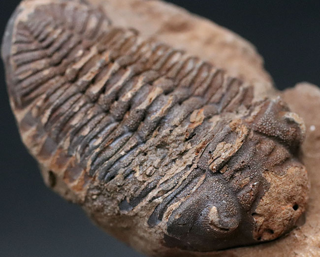 レア!珍しい南米ボリビア産の三葉虫、エルドレジア・ヴェヌストゥス(Eldredgeia venustus)(その1)