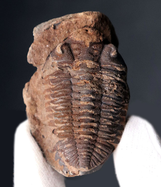 レア!珍しい南米ボリビア産の三葉虫、エルドレジア・ヴェヌストゥス(Eldredgeia venustus)(その2)
