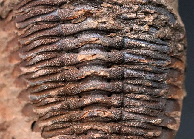 レア!珍しい南米ボリビア産の三葉虫、エルドレジア・ヴェヌストゥス(Eldredgeia venustus)(その4)