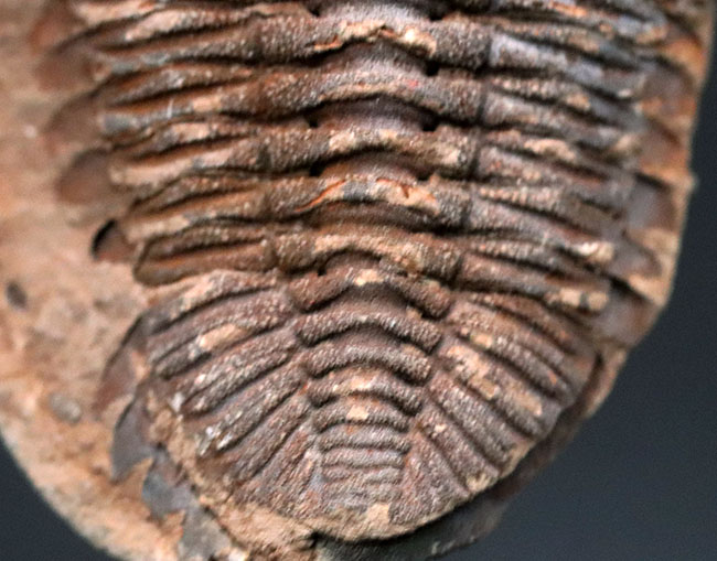 レア!珍しい南米ボリビア産の三葉虫、エルドレジア・ヴェヌストゥス(Eldredgeia venustus)(その5)