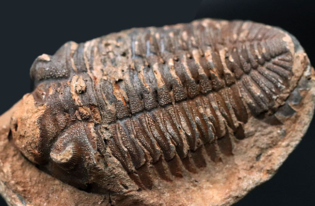 レア!珍しい南米ボリビア産の三葉虫、エルドレジア・ヴェヌストゥス(Eldredgeia venustus)(その6)