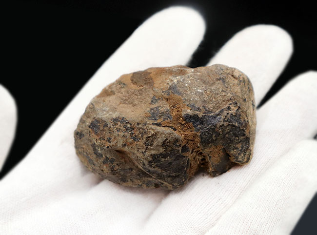 レア!珍しい南米ボリビア産の三葉虫、エルドレジア・ヴェヌストゥス(Eldredgeia venustus)(その7)