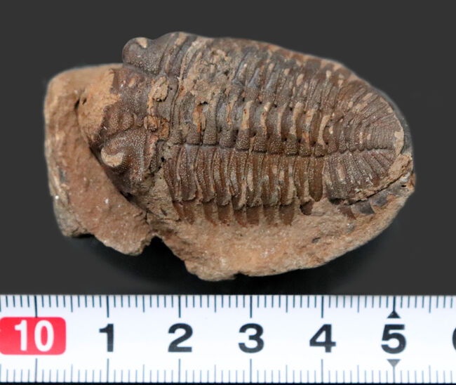 レア!珍しい南米ボリビア産の三葉虫、エルドレジア・ヴェヌストゥス(Eldredgeia venustus)(その8)