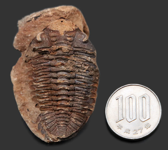 レア!珍しい南米ボリビア産の三葉虫、エルドレジア・ヴェヌストゥス(Eldredgeia venustus)(その9)
