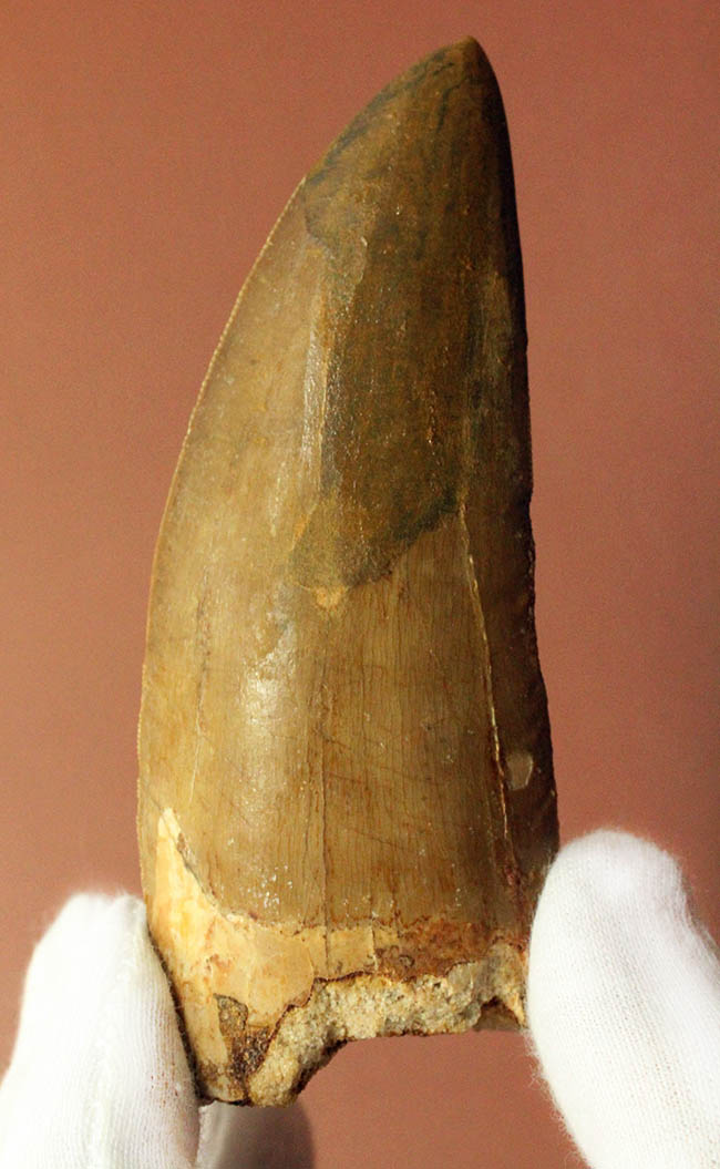 キングコレクション!10cmを超えるカルカロドントサウルス巨大歯化石。極めて美しいエナメル質とセレーション。(その1)