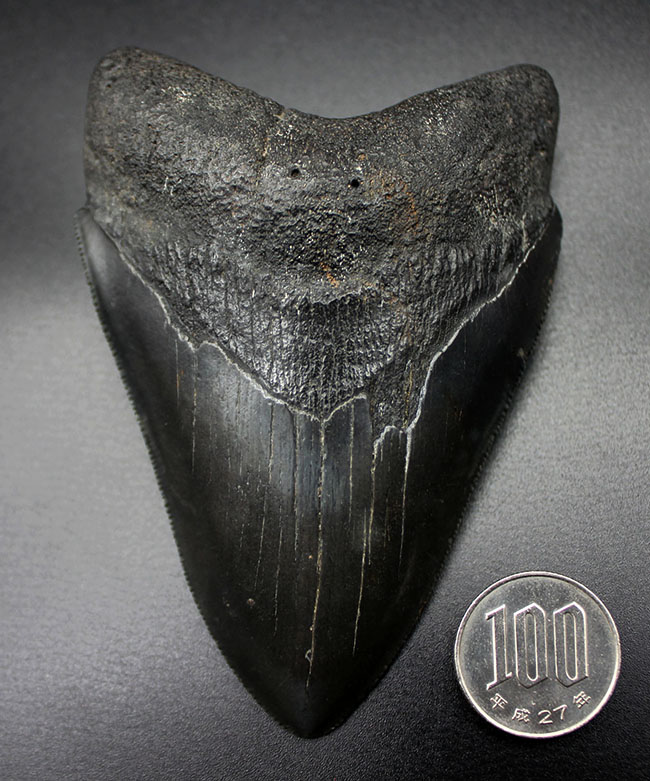 これ以上望めない完璧な保存状態を有する、パーフェクトなメガロドン（Carcharodon megalodon）の歯化石（その10）