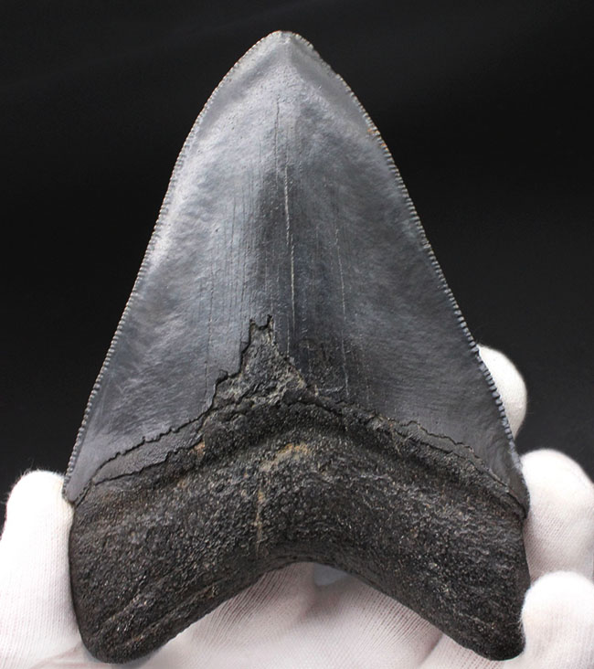 これ以上望めない完璧な保存状態を有する、パーフェクトなメガロドン（Carcharodon megalodon）の歯化石（その2）