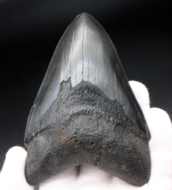 これ以上望めない完璧な保存状態を有する、パーフェクトなメガロドン（Carcharodon megalodon）の歯化石（その4）