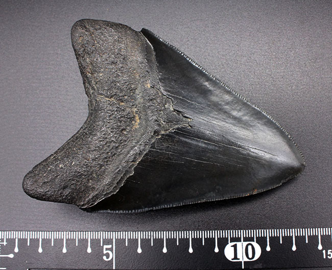 これ以上望めない完璧な保存状態を有する、パーフェクトなメガロドン（Carcharodon megalodon）の歯化石（その9）