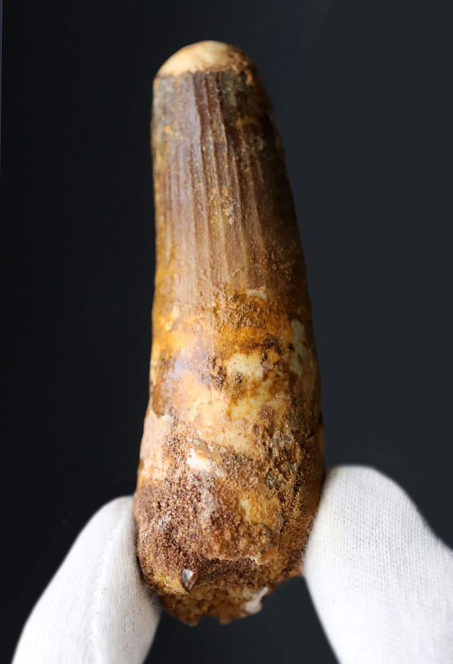 縦の凹凸あり!強大な恐竜、スピノサウルス(Spinosaurus)の長さと太さを兼ね備えた迫力ある歯化石(その1)