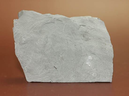 米国オハイオ州産三葉虫フレキシカリメネ(Flexicalymene meeki) 三葉虫