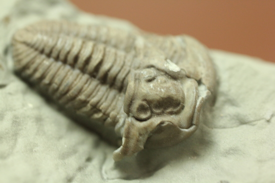 米国オハイオ州産三葉虫フレキシカリメネ(Flexicalymene meeki) 三葉虫
