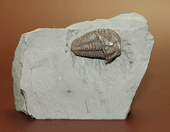 米国オハイオ州産三葉虫フレキシカリメネ(Flexicalymene meeki) 三葉虫