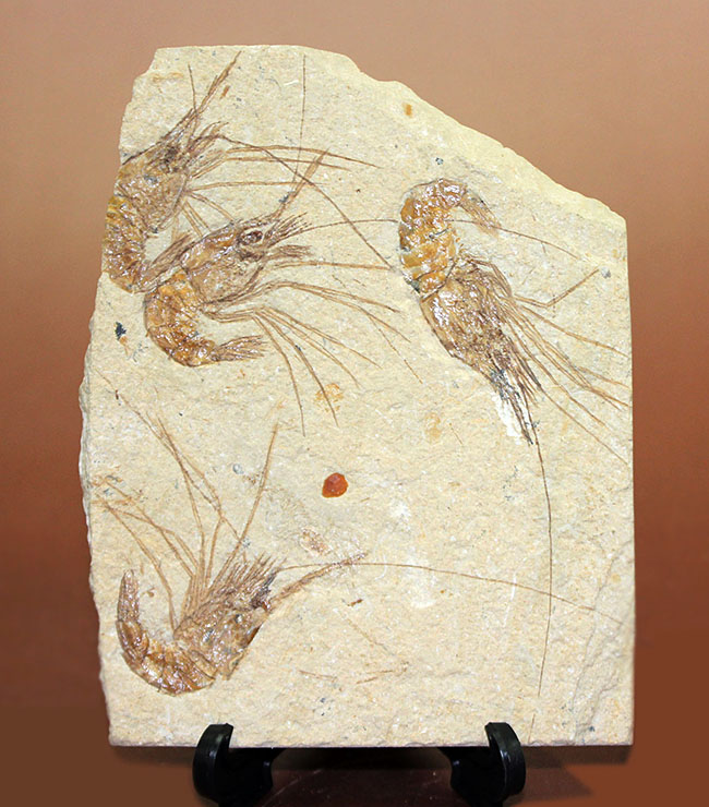 レバノン産白亜紀のエビ、カルポペネオスが4体並んだ華やかなマルチプレート標本（その1）