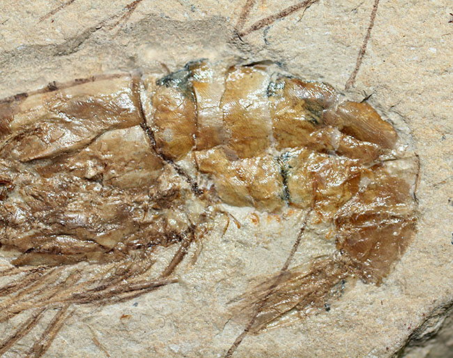 レバノン産白亜紀のエビ、カルポペネオスが4体並んだ華やかなマルチプレート標本（その11）