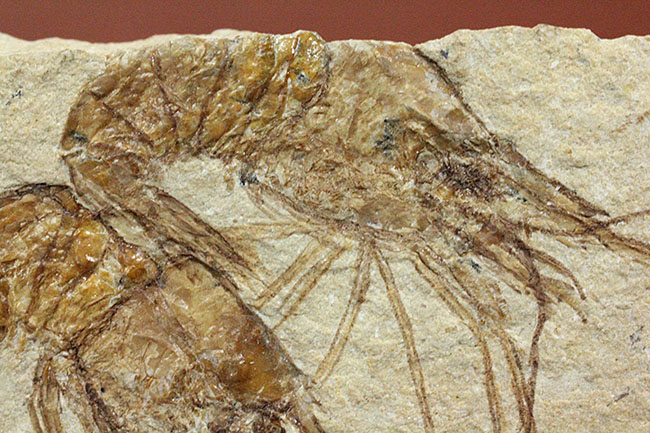 レバノン産白亜紀のエビ、カルポペネオスが4体並んだ華やかなマルチプレート標本（その12）