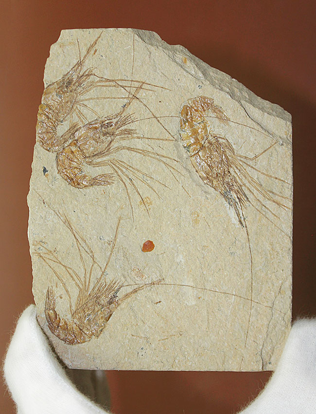 レバノン産白亜紀のエビ、カルポペネオスが4体並んだ華やかなマルチプレート標本（その15）