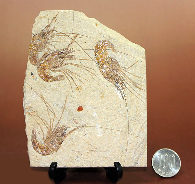 レバノン産白亜紀のエビ、カルポペネオスが4体並んだ華やかなマルチプレート標本（その16）