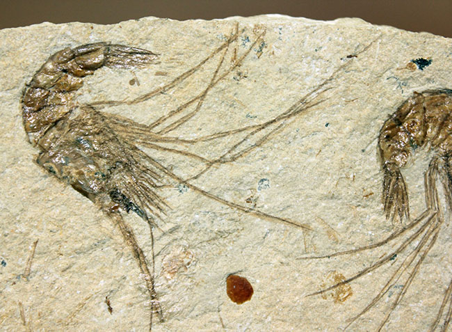 レバノン産白亜紀のエビ、カルポペネオスが4体並んだ華やかなマルチプレート標本（その7）