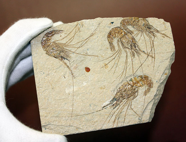 レバノン産白亜紀のエビ、カルポペネオスが4体並んだ華やかなマルチプレート標本（その8）