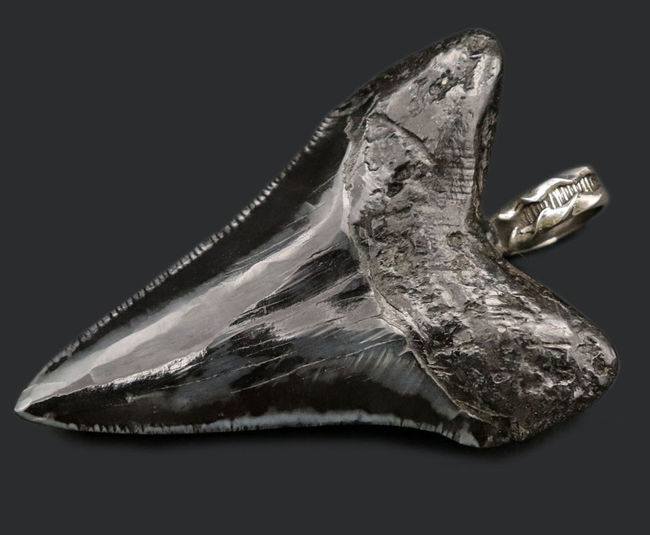 史上最強の生物の歯化石を身に着けろ！メガロドン（Carcharocles megalodon）の歯化石のペンダントトップ（高級ジュエリーケース、革紐、シルバーチェーン付き）。金属部は９２５シルバーを使用（その1）