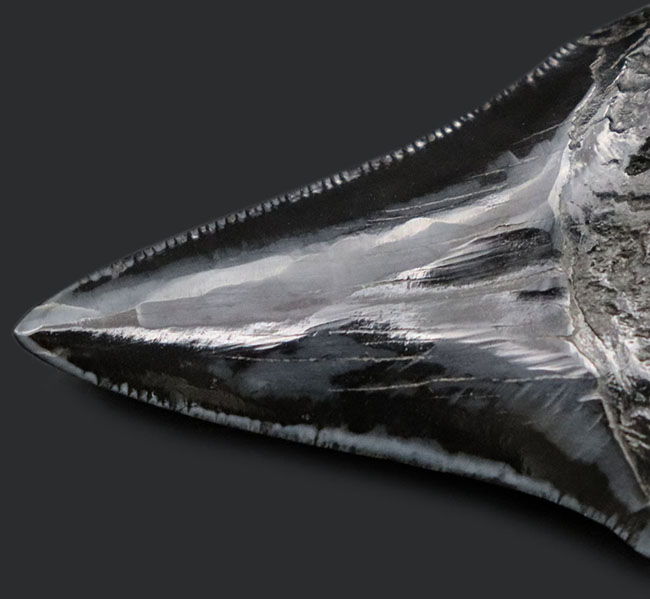 史上最強の生物の歯化石を身に着けろ!メガロドン(Carcharocles megalodon)の歯化石のペンダントトップ(高級ジュエリーケース、革紐、シルバーチェーン付き)。金属部は925シルバーを使用(その10)