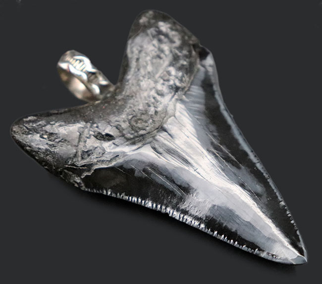 史上最強の生物の歯化石を身に着けろ!メガロドン(Carcharocles megalodon)の歯化石のペンダントトップ(高級ジュエリーケース、革紐、シルバーチェーン付き)。金属部は925シルバーを使用(その2)