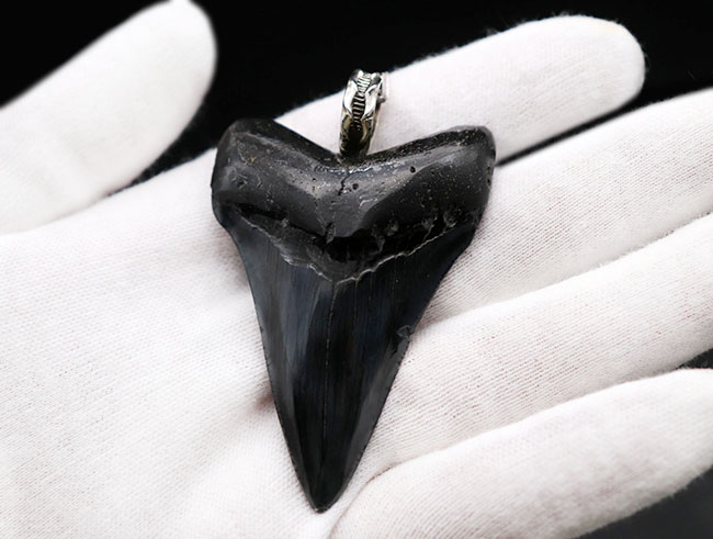 史上最強の生物の歯化石を身に着けろ!メガロドン(Carcharocles megalodon)の歯化石のペンダントトップ(高級ジュエリーケース、革紐、シルバーチェーン付き)。金属部は925シルバーを使用(その3)