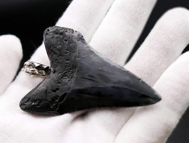 史上最強の生物の歯化石を身に着けろ!メガロドン(Carcharocles megalodon)の歯化石のペンダントトップ(高級ジュエリーケース、革紐、シルバーチェーン付き)。金属部は925シルバーを使用(その4)