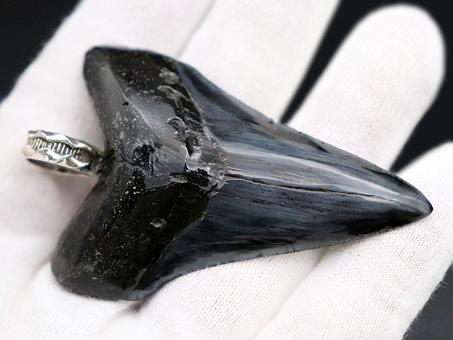 史上最強の生物の歯化石を身に着けろ!メガロドン(Carcharocles megalodon)の歯化石のペンダントトップ(高級ジュエリーケース、革紐、シルバーチェーン付き)。金属部は925シルバーを使用(その8)