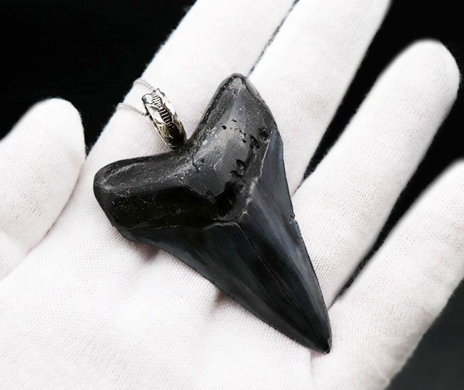 史上最強の生物の歯化石を身に着けろ!メガロドン(Carcharocles megalodon)の歯化石のペンダントトップ(高級ジュエリーケース、革紐、シルバーチェーン付き)。金属部は925シルバーを使用(その9)