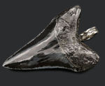 史上最強の生物の歯化石を身に着けろ！メガロドン（Carcharocles megalodon）の歯化石のペンダントトップ（高級ジュエリーケース、革紐、シルバーチェーン付き）。金属部は９２５シルバーを使用