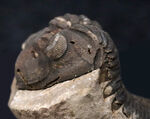 複眼の状態良好！希少なオールドコレクション！バブル期以前に入荷された、南米ボリビア産の三葉虫、メタクリファエウス（Metacryphaeus）のノジュール標本