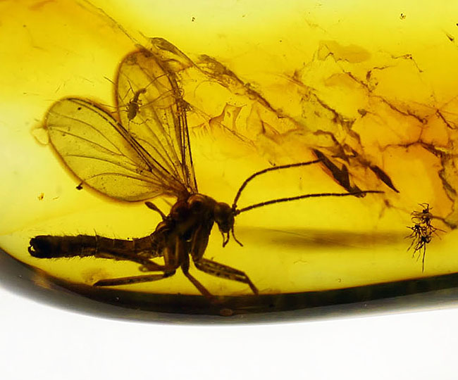 スケルトン状態!翅脈もクッキリ。非常にクリアな虫が包まれたバルト海産琥珀(Amber)(その1)