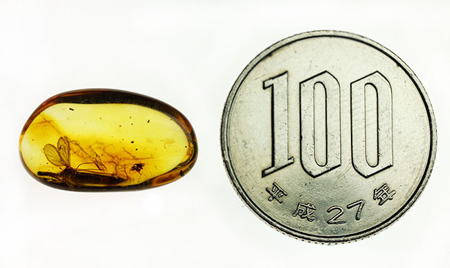 スケルトン状態!翅脈もクッキリ。非常にクリアな虫が包まれたバルト海産琥珀(Amber)(その10)