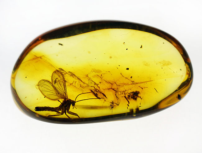 スケルトン状態!翅脈もクッキリ。非常にクリアな虫が包まれたバルト海産琥珀(Amber)(その2)