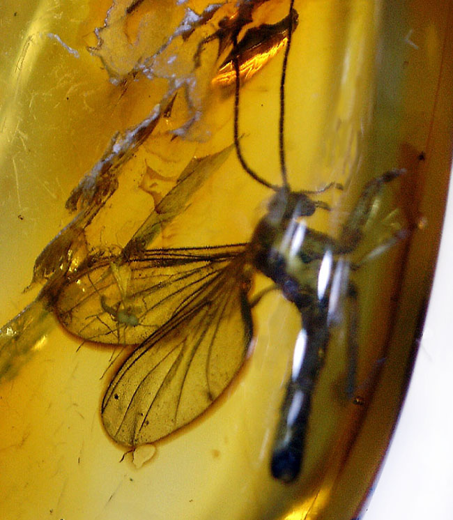 スケルトン状態！翅脈もクッキリ。非常にクリアな虫が閉じ込められたバルト海産琥珀(Amber)（その3）