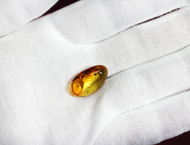 スケルトン状態!翅脈もクッキリ。非常にクリアな虫が包まれたバルト海産琥珀(Amber)(その4)