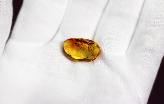 スケルトン状態!翅脈もクッキリ。非常にクリアな虫が包まれたバルト海産琥珀(Amber)(その5)