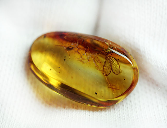 スケルトン状態!翅脈もクッキリ。非常にクリアな虫が包まれたバルト海産琥珀(Amber)(その6)