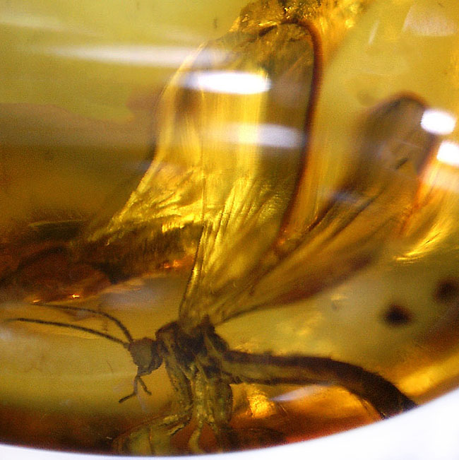スケルトン状態!翅脈もクッキリ。非常にクリアな虫が包まれたバルト海産琥珀(Amber)(その7)