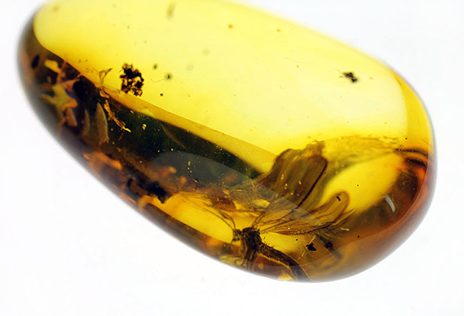 スケルトン状態!翅脈もクッキリ。非常にクリアな虫が包まれたバルト海産琥珀(Amber)(その8)
