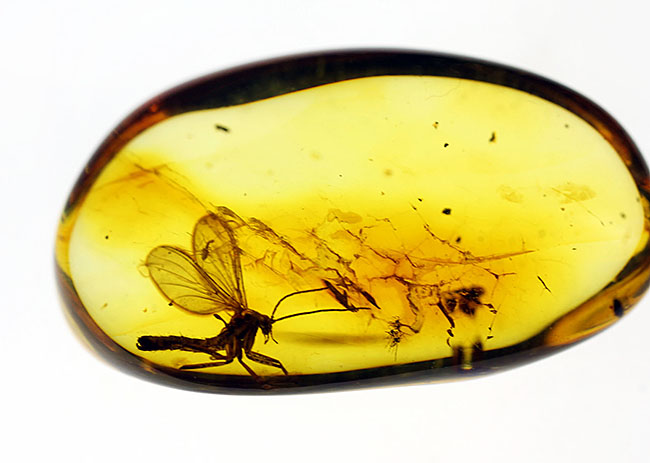 スケルトン状態!翅脈もクッキリ。非常にクリアな虫が包まれたバルト海産琥珀(Amber)(その9)