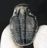 図鑑でお馴染み、カンブリア紀に生息していた極めて古い三葉虫、エルラシア・キンギ（Elrathia Kingi）