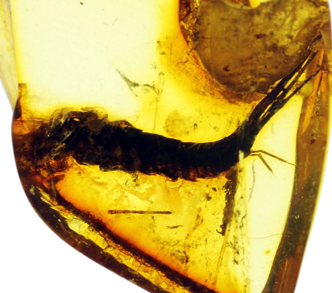 希少種「シミ」が内包されたバルト海琥珀（Amber）（その1）