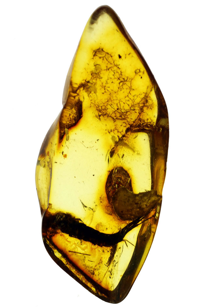 希少琥珀 希少種「シミ」が内包されたバルト海琥珀（Amber） 化石 販売