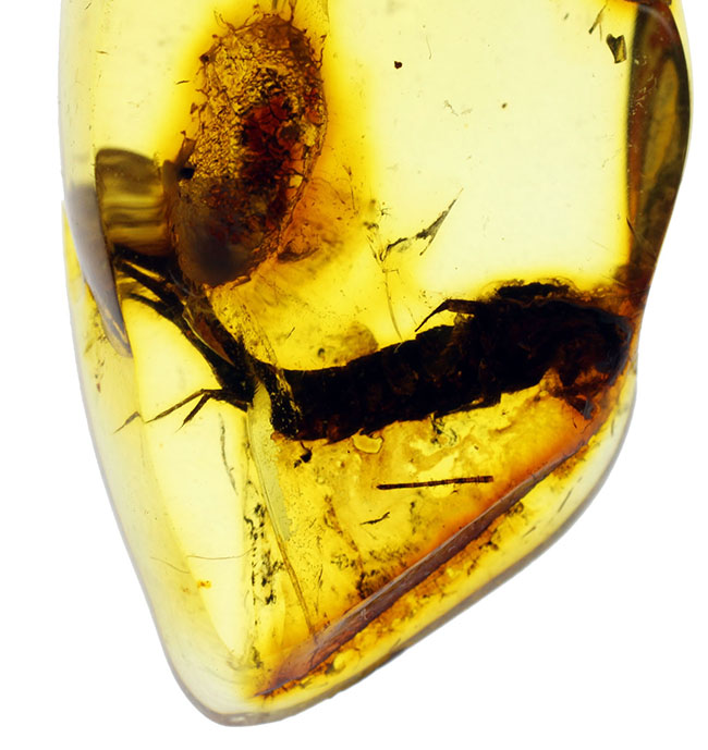 希少種「シミ」が内包されたバルト海琥珀（Amber）（その4）